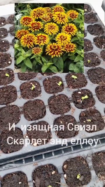 Первые всходы цинии Изящная. сеяла 28.01.#циния#всходы #и? смотреть онлайн