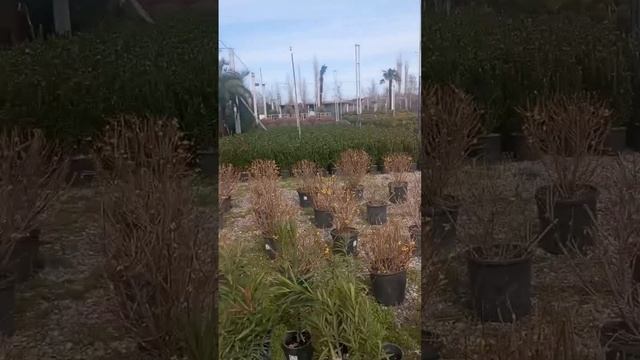 #plants#flowers#tree#learning Самая огромная теплица цветов в Ташке