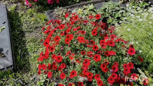 Огород где все растет на 11 августа 2024. Подкапываю карт? смотреть онлайн