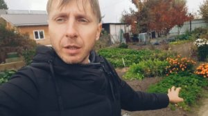 Огурцы завалили урожаем в Сибири. Лучшие сорта огурчи?