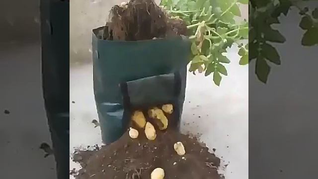 Мешок для выращивания картофеля смотреть онлайн