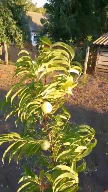 В год посадки Персик Айс Пич 03.08.24 #shorts #сад смотреть онлайн