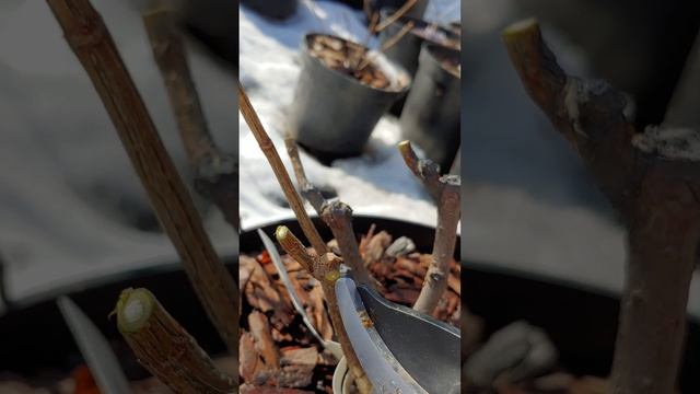 Низкая обрезка метельчатой гортензии. Обрезаю взросл?