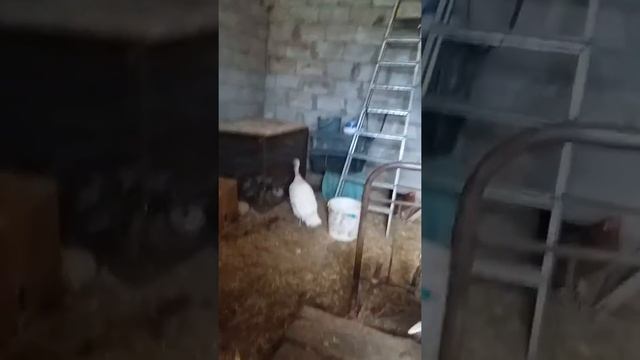 Индюк против козлихи смотреть онлайн