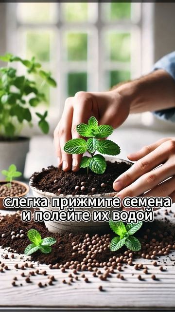 Как вырастить мяту на подоконнике? #сад #дача #огород #wi смотреть онлайн