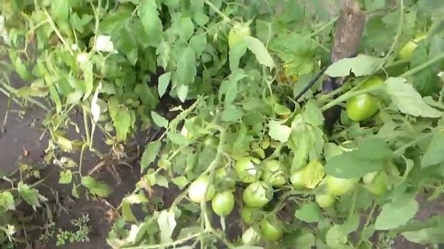 Урожай помидор после града. Сезон 2021 смотреть онлайн