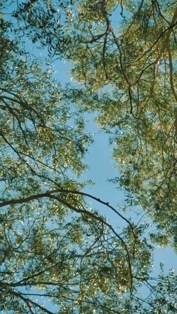 Ароматическая свеча «Зеленый чай и лимон»🌿✨ #свечир? смотреть онлайн