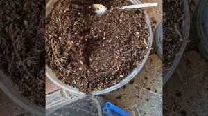 Посадка аглаонем /грунт для аглаонем/укоренение