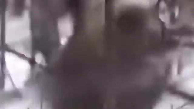 Охота на медведя с берлоги это не охота а УБИЙСТВО YouTube смотреть онлайн
