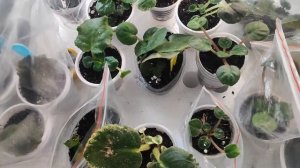 Использование теплиц для деток и черенков фиалок/сенп