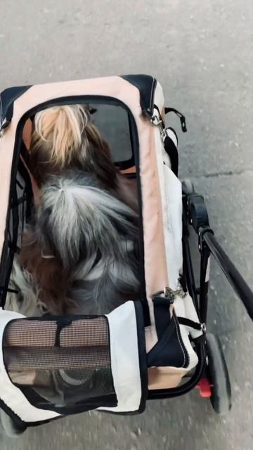 🌸Просто посміхніться #shorts #shihtzu #шитцу #шитцуукраина # смотреть онлайн