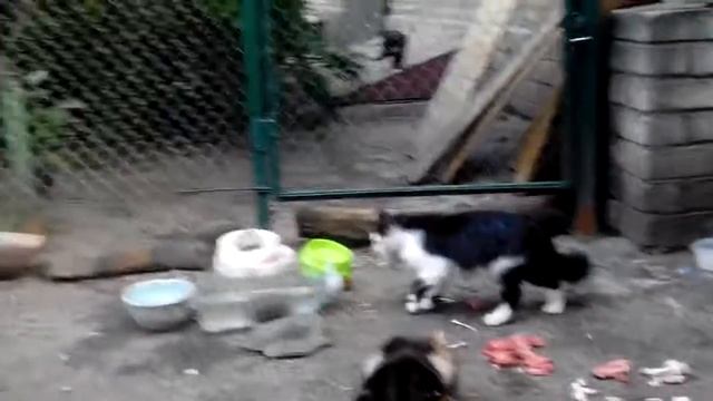 Кошки: первый в этом году визит ёжика в гости к кошкам смотреть онлайн