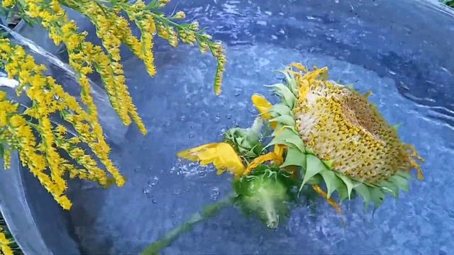 Оздоровительная программа для ног, связь с предками!🧡🍀🧡🍀🧡 смотреть онлайн