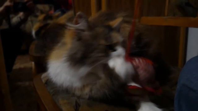 Уставшая за день кошка играет с мячиком на верёвочке😅 Ещё есть порох в пороховницах! смотреть онлайн