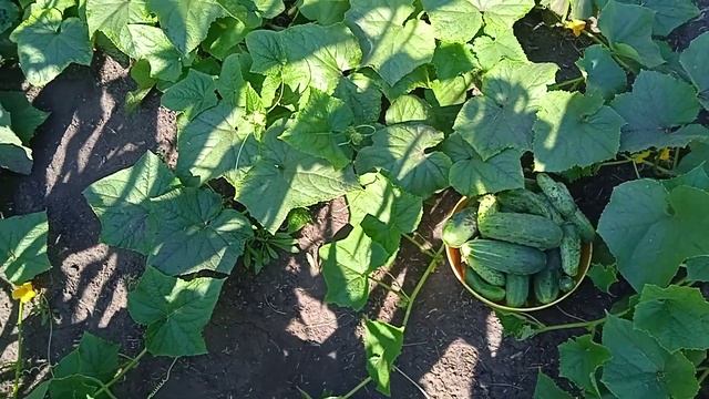 Огурцы сорта КУСТОВОЙ!!! Самые Лучшие для Открытого Гр смотреть онлайн