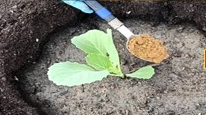 1 ложка под капусту и кочан вырастет крепкий и крупный! Добавь в лунку при посадке рассады Капусты