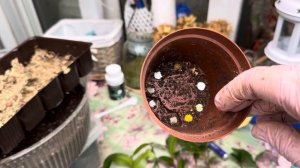 Укоренение черенков🌱камелии 🌸в умном череночнике‼