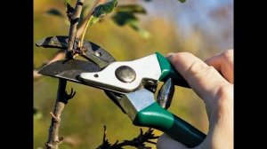 Как обрезать молодые плодовые деревья ранней весной