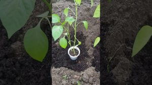 Перец по два в одну лунку? Наглядно показываю к чему эт