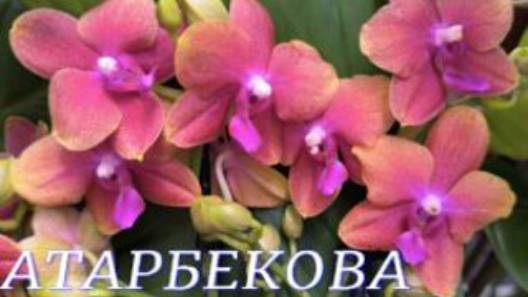 №1076/ СВЕЖИЕ шикарные ОРХИДЕИ в с/ц на АТАРБЕКОВА смотреть онлайн
