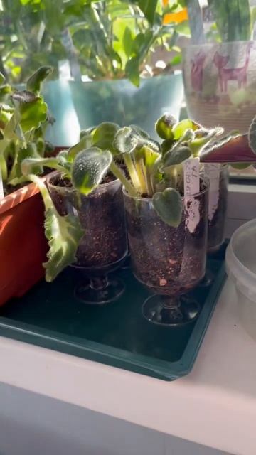 Пересадка состоялась. Было грязно,но оно того стоило. ? смотреть онлайн