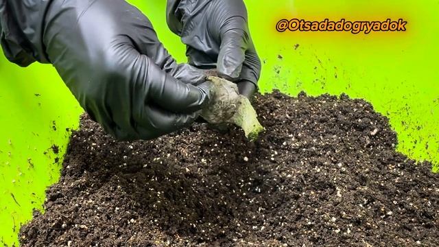 Лучшее время для пересадки эустомы из торфяных таблет смотреть онлайн