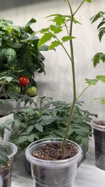 ВСЕМ ДОБРОЕ СИБИРСКОЕ САДОВО - ЦВЕТОЧНОЕ УТРО! #огород смотреть онлайн