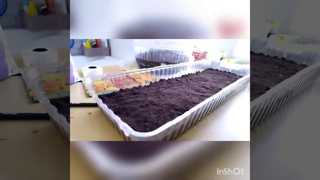 посев бархатцев из семян на рассаду смотреть онлайн