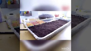 посев бархатцев из семян на рассаду