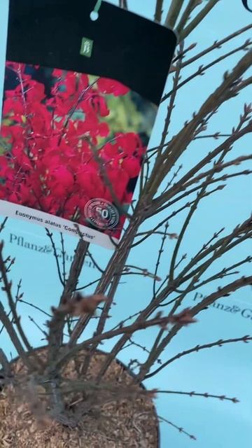 Бересклет Компактус смотреть онлайн