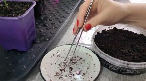 Как посеять семена эвкалипта в домашних условиях. Час?