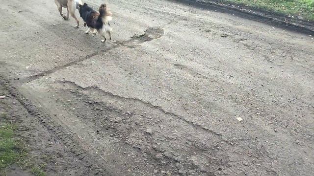Мой Пёсик и Соседские , улица под охраной )