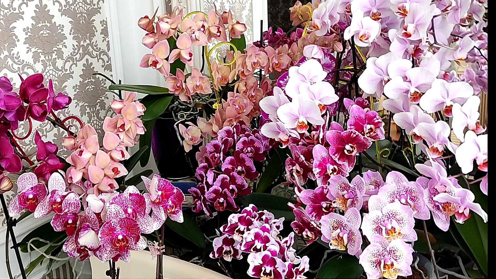 Роскошное цветение орхидеи смотреть онлайн