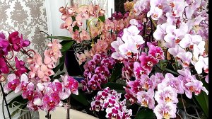 Роскошное цветение орхидеи