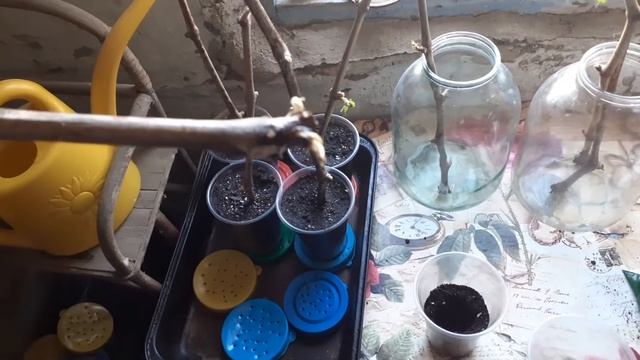 Рассада укорененых черенков винограда весной смотреть онлайн