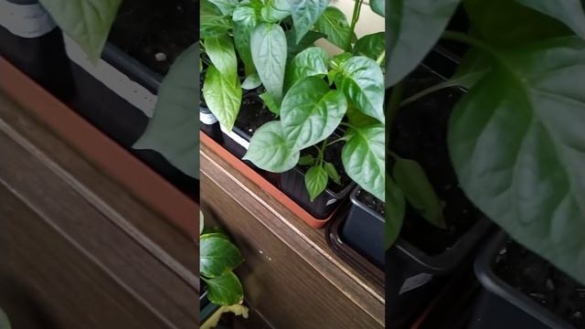 Огород дома🍅Урожаище на балконе, пошел прогресс👍👌? смотреть онлайн
