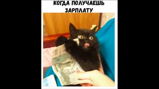 Приколы с котами с ОЗВУЧКОЙ – Самое смешное видео для детей – ВЕДЬМА и ЖЕЛАНИЯ смотреть онлайн