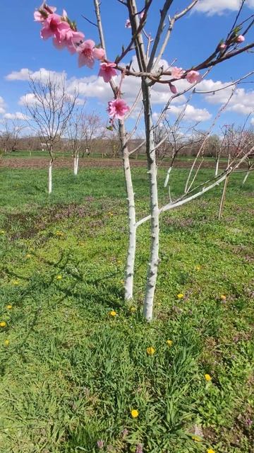 Персик из косточки смотреть онлайн