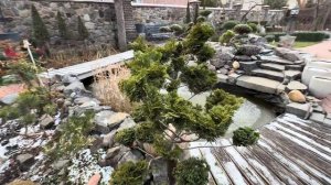 В СТИЛЕ ЯПОНСКОГО САДА: КИПАРИСОВИК “NANA GRACILIS” НА ШТАМ