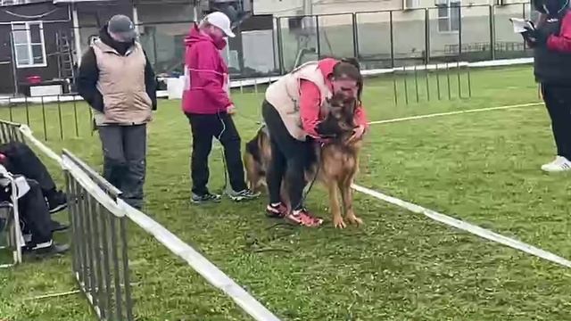 МОЛОДЫЕ КОБЕЛИ / КЧК СМОЛЕНСК 1 мая`25 Е.Силаева Моно немецких овчарок