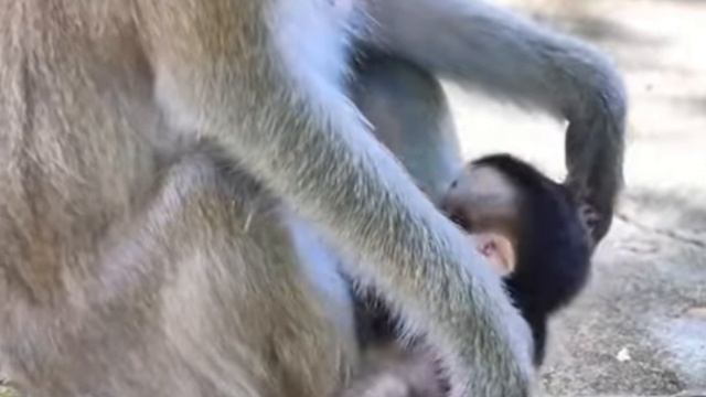 Вероятно, макака догадывается, что детеныш - метис... 1000004035.mp4 смотреть онлайн