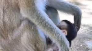Вероятно, макака догадывается, что детеныш - метис...  1000004035.mp4