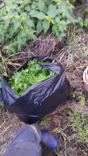 Петрушка на продажу #дача #огород #сад #урожай #обзор #с? смотреть онлайн