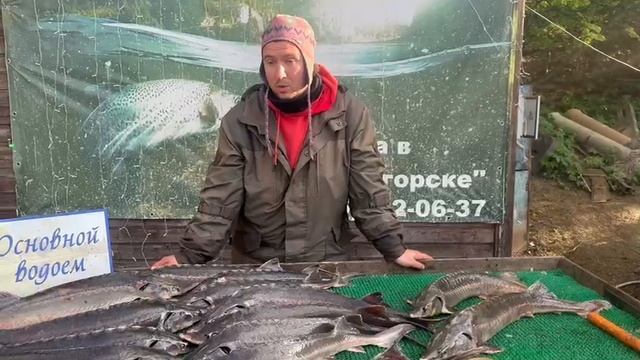 Ночной улов Осетра 34кг смотреть онлайн