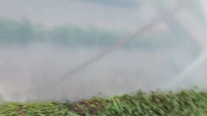 КАК СПАСТИ КЛУБНИКУ ОТ ПРИКОРНЕВОЙ ГНИЛИ? Пошаговая о?