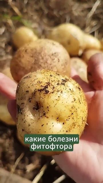 Что с грядками после сбора урожая. #органическоеземле? смотреть онлайн