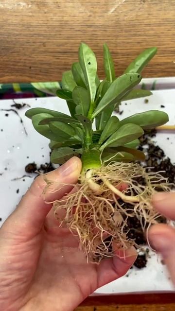 Пересадка молодого АДЕНИУМА #растения #plants #flowers #цветы смотреть онлайн