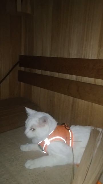 ШОК КОТ ТИМОЧКА В БАНЕ. ВАШИ КОТЫ ТОЖЕ ЛЮБЯТ ПАРИТЬСЯ В смотреть онлайн