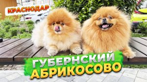 Краснодар 2025, МКР Губернский, ЖК Абрикосово. Будут ли щенки у шпица Бэллы. Гуляем с собаками