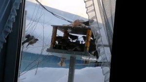 Фарерская шаль из рассказовской ангоры.